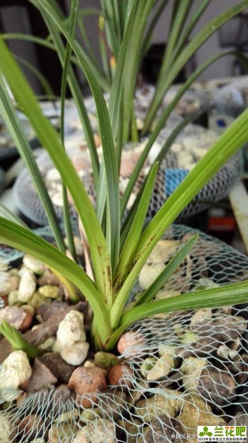 兰花烧手的原因