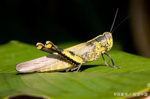 蚂蚱喜欢冷水还是热水