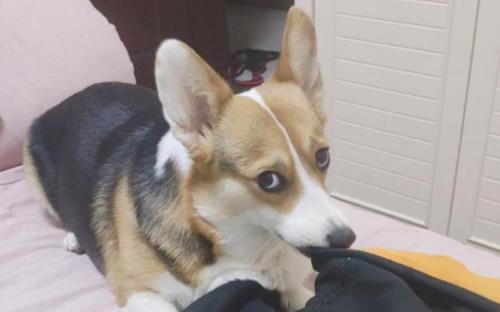 柯基挨揍为什么不叫