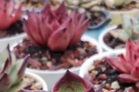 红檀多肉就是柏拉图吗