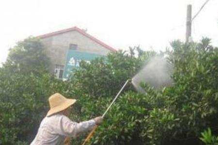 开花能喷叶面肥吗