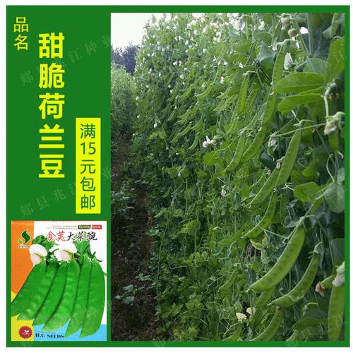 荷兰豆种子哪种品种好