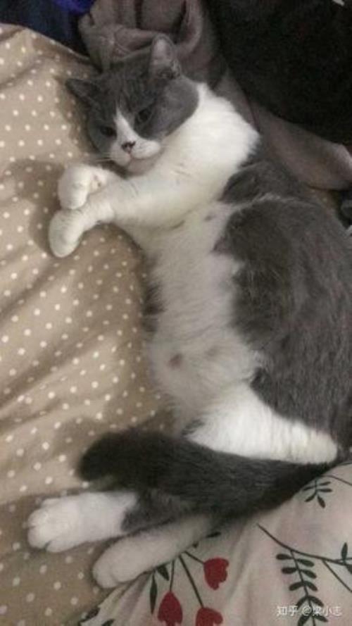 猫为什么出去了呆几天回来
