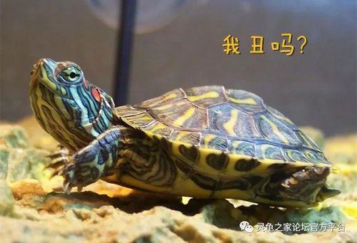 巴西龟小时候和长大的对比