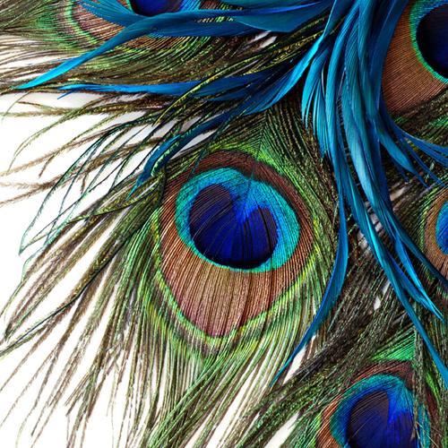 孔雀翎是什么意思