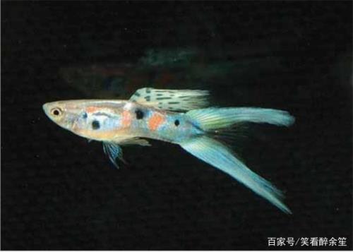 熊猫双剑孔雀鱼耐寒吗