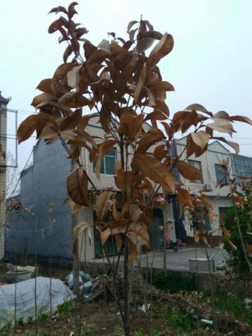 桂花树枯死一个月还能救活吗