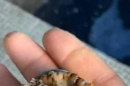 鲍鱼怎么分辨几头