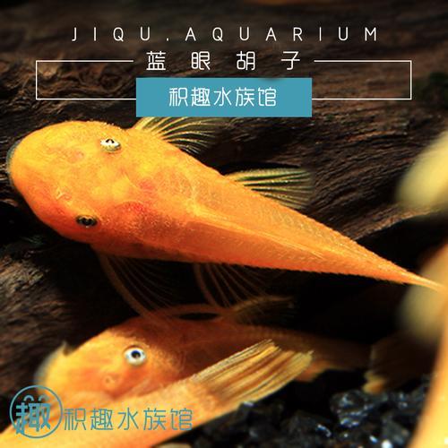 蓝眼胡子鱼幼崽吃什么