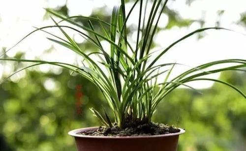 夏天兰花养在北面无阳光可以吗