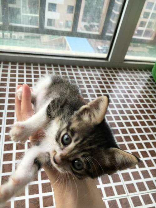 小花猫可爱极了,什么地追了过去