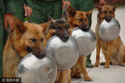 一般情况下，缉毒犬都是什么品种