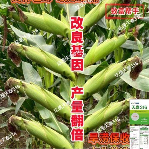 澳金15玉米种是否国审