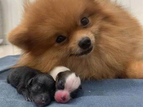 博美怀孕多久能看出生几只