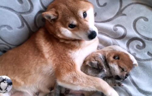 柴犬生宝宝脐带要处理吗