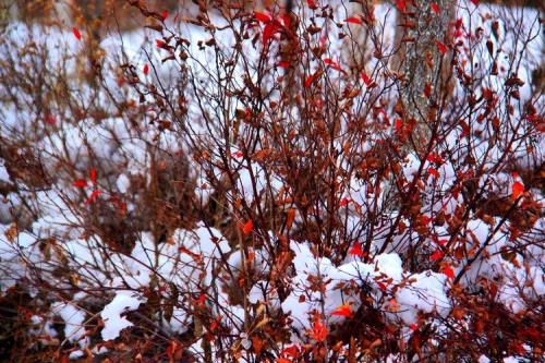 花雪随风不厌看是什么意思