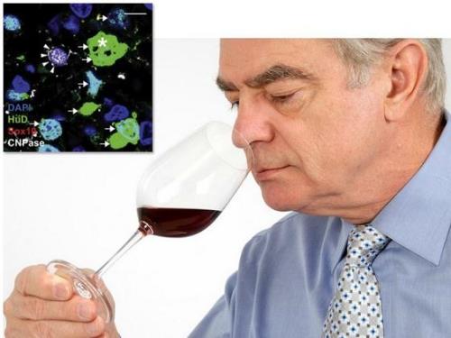 嗅觉是鼻子还是嘴巴闻的味道