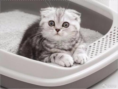 猫砂可以冲进马桶吗