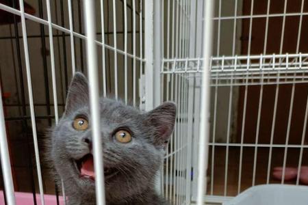 蓝猫怎么样身上没有跳骚