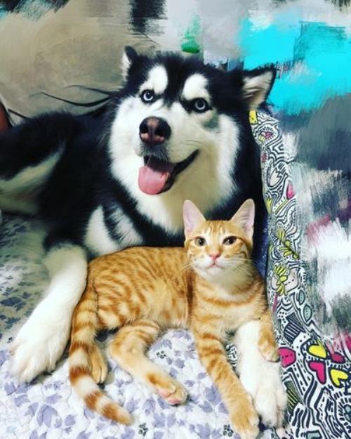 猫同一胎的姐弟可以配对吗