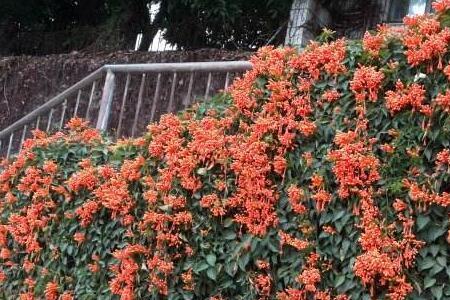 北方室外可栽种炮仗花吗