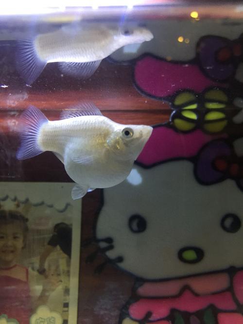 高帆玛丽鱼生宝宝前兆