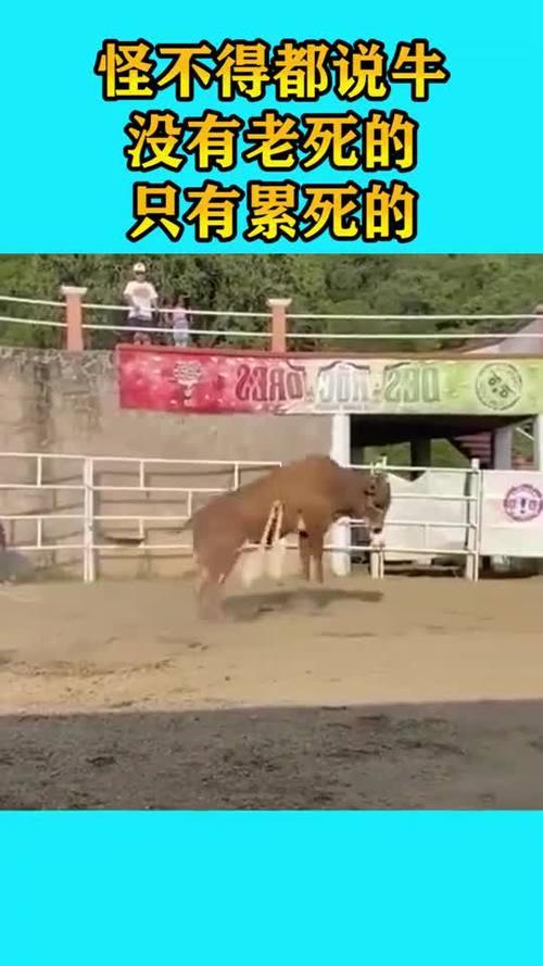 牛翻跟斗为啥会死
