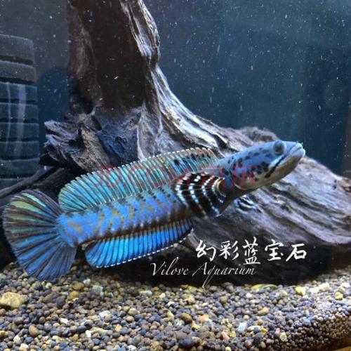 幻红雷龙鱼公母发色一样吗