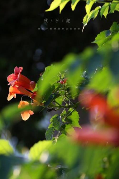 灿烂的季节片尾曲