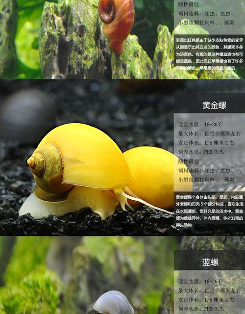 斑马螺的卵是什么样的