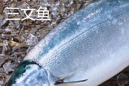 九文鱼与三文鱼的区别
