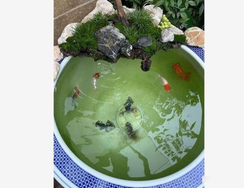 水泥缸养金鱼的优缺点