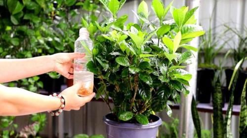 3克花多多2号应兑水多少浇花根部