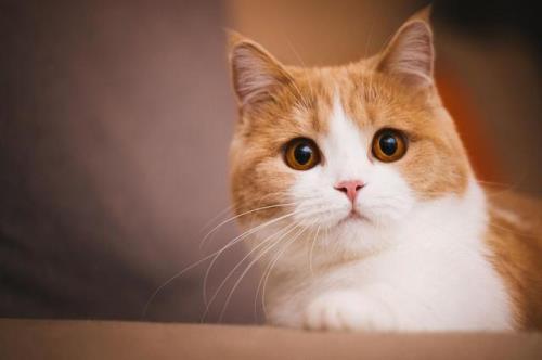 猫小巧是什么意思