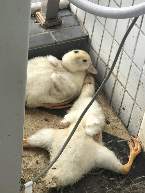 鸭子脚掌红红的,像什么