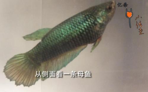 斗鱼怎么判断公鱼对母鱼有兴趣