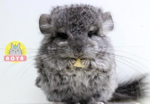 龙猫最大可以长大多少