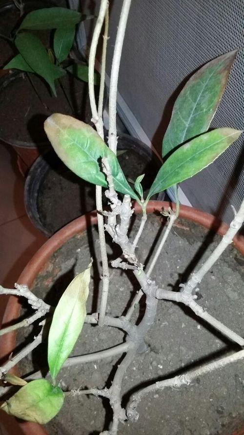 桂花树主干锯断会死吗