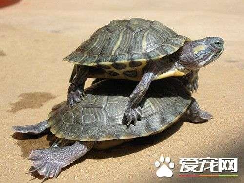 什么肉丝龟长得最快
