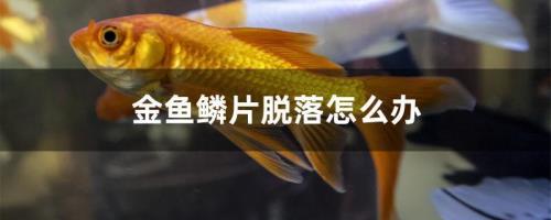 只狼金鱼鳞片怎么抓