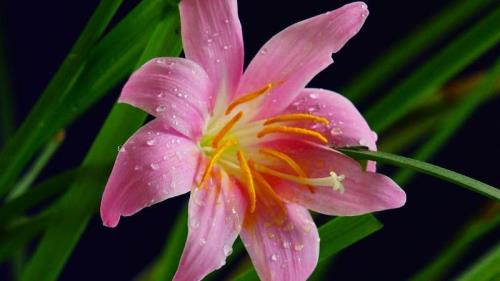 兰花花露能吃吗