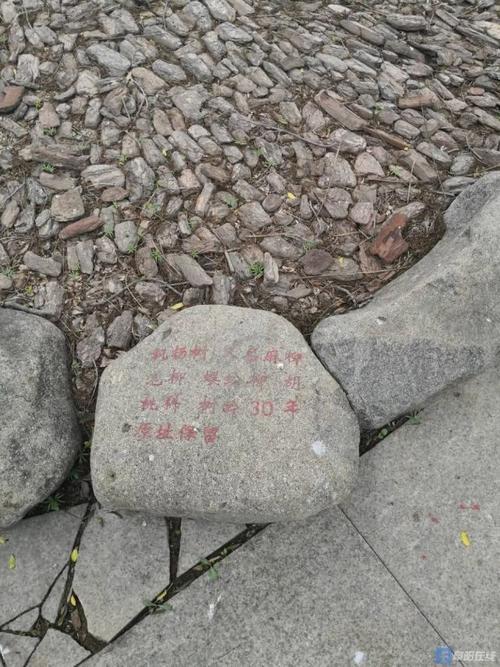 树大根深的意思