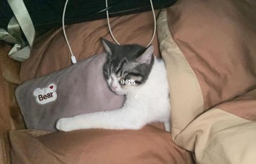 晚上叫猫为什么它不来呢
