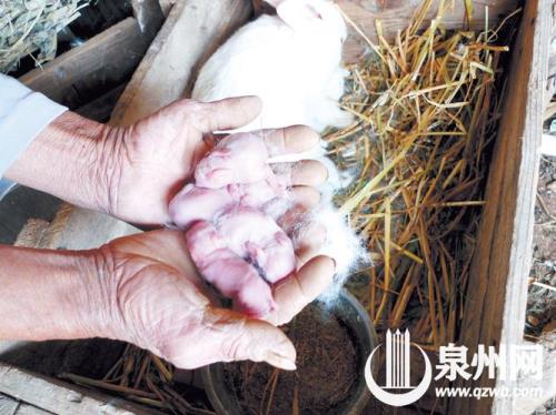 兔子下崽以后洞口要不要打开