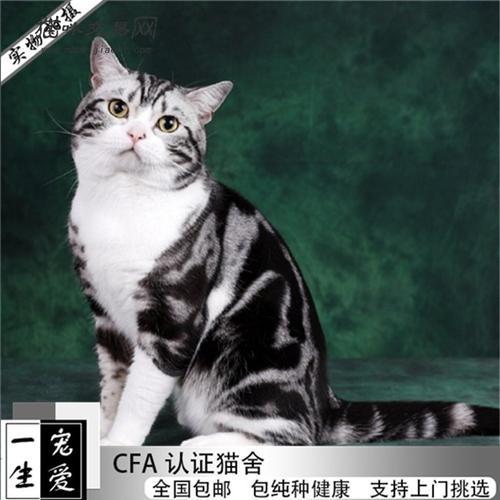 标斑起司跟鱼骨纹会配出什么猫