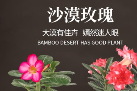 生长在大漠中的花是什么花