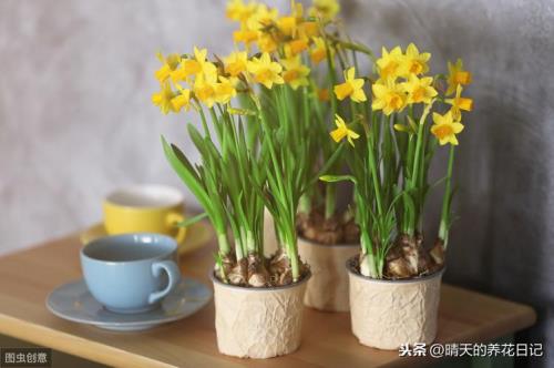 水仙花招蚊子吗