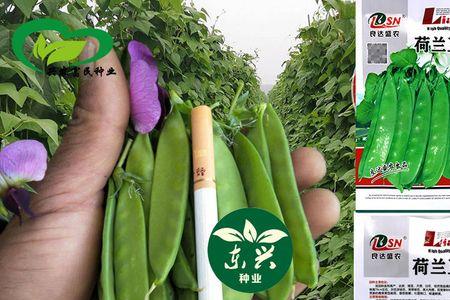 荷兰豆种子有几种颜色哪种最好