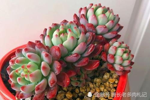 多肉蓝精灵的修剪方法