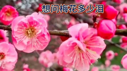 你的美让人醉原唱